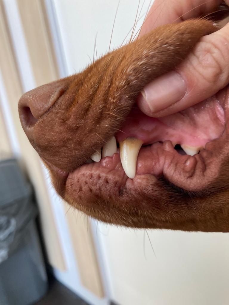 Zubný kameň na chrupe psa